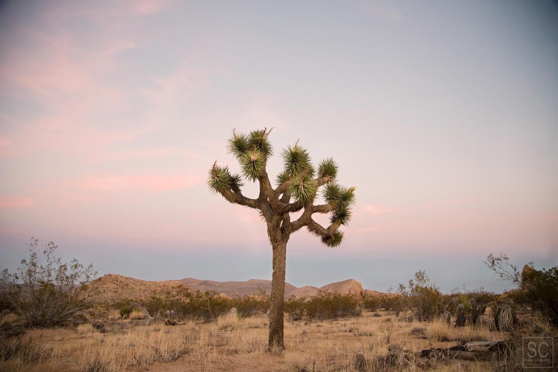 Modern Desert Dream - New Build Twentynine Palms Exterior foto